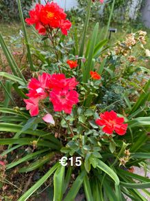 outdoor plant (Rose)
