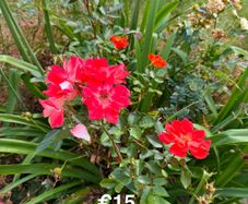 outdoor plant (Rose)