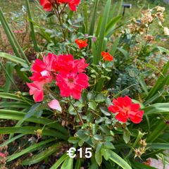 outdoor plant (Rose)