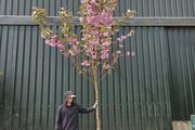 Xxl cherry trees