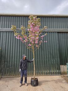 Xxl cherry trees