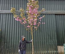 Xxl cherry trees