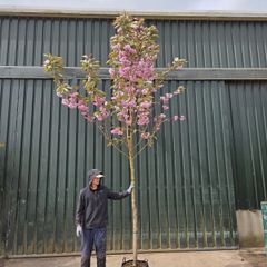 Xxl cherry trees