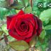 filip12345