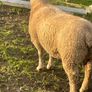 Purebred charollais ram and ewe lambs Image 6