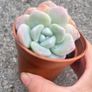 plant Image 4
