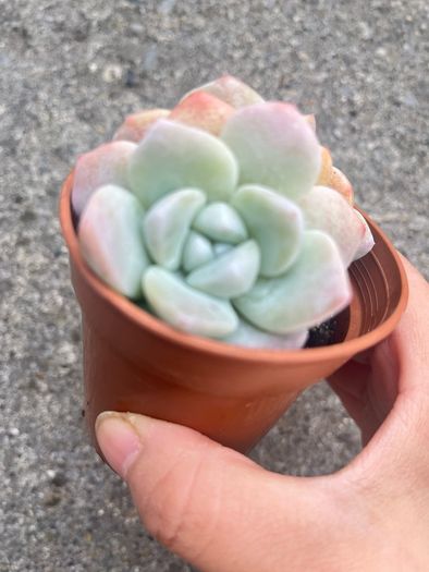 plant