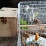 Cage Image 3