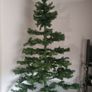 Christmas Tree Image 2