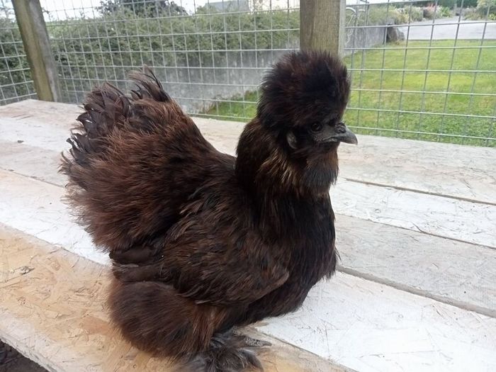 Roosters & Silkie Hen