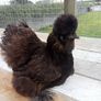Roosters & Silkie Hen Image 5