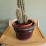 Plants Image 4