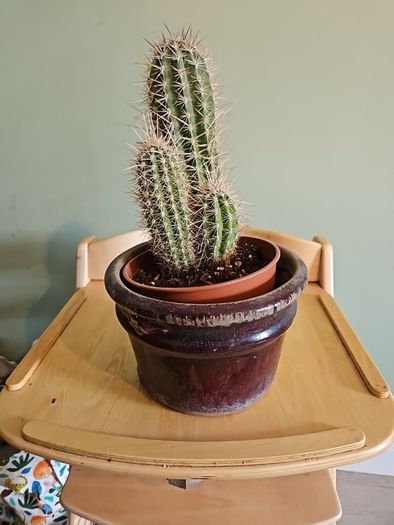Plants