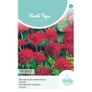 (S) Macedonian Scabious seeds Red Knight 0.25g Image 2