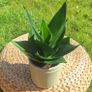 Healthy Sansevieria Hahnii in Pastel Green Pot Image 6