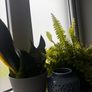 plants Image 6