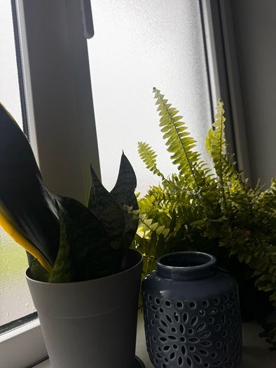 plants