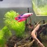 fish tank Image 5