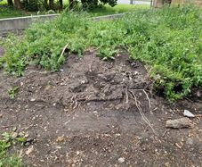 garden soil to collect today or tomorrow