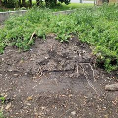 garden soil to collect today or tomorrow