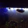 Fish guppies 1e each Image 2