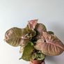 Syngonium Neon Robusts Plant Image 5