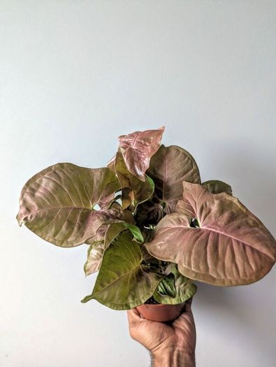 Syngonium Neon Robusts Plant