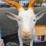 Life sized Animals & Religious Statues Image 8