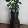 plant Image 5