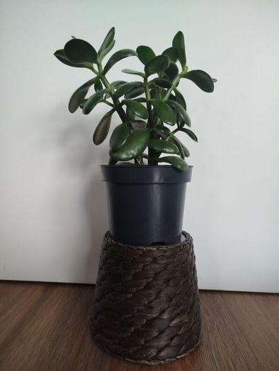 plant