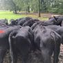 AA weanling  bulls &Heifers Image 3