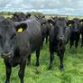 Angus heifers Image 4