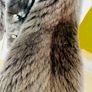 Mink winter coat Image 5