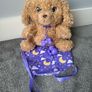 Cozy Dozy Koala, Babypaws Labradoodle and Babycorn Surprise Image 3