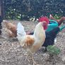 fertilised hatching eggs Image 3