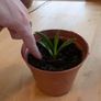 Snake plant Image 3