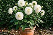 White Dhalia SALE