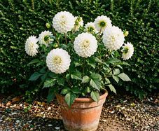 White Dhalia