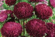 (A) Aster Syringa Purple seeds 0.2g (414703)