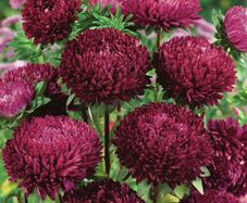 (A) Aster Syringa Purple seeds 0.2g (414703)