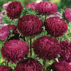 (A) Aster Syringa Purple seeds 0.2g (414703)