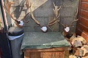 Deer