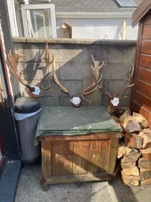 Deer