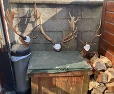 Deer