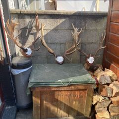 Deer