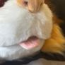 Fursuit head- posable ears and neck fur Image 8