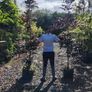 Pencil Conifer Trees 5ft just 45 euro Image 9
