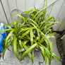 garden plants Image 2
