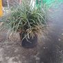 Festuca Grass Plant Image 6