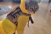 Adjustable Pet Harness (S-M) Cat / Small Dog. Camouflage